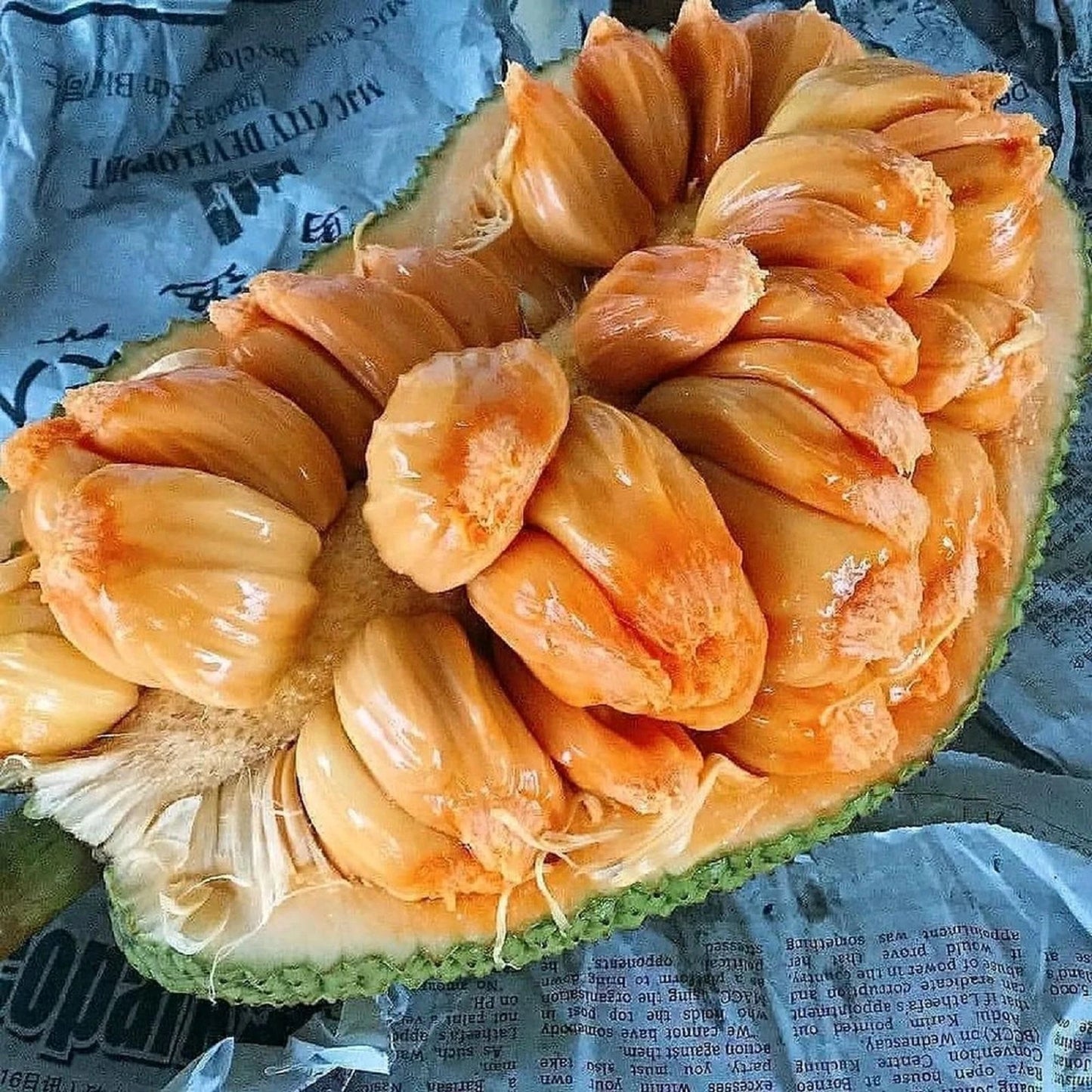 King Cempedak - Premium Grafted Exotic Fruit Tree