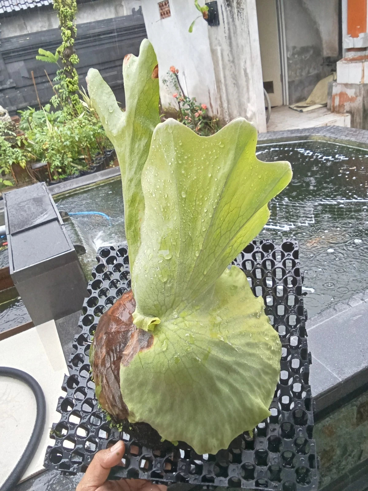Platycerium grande – Giant Staghorn Fern