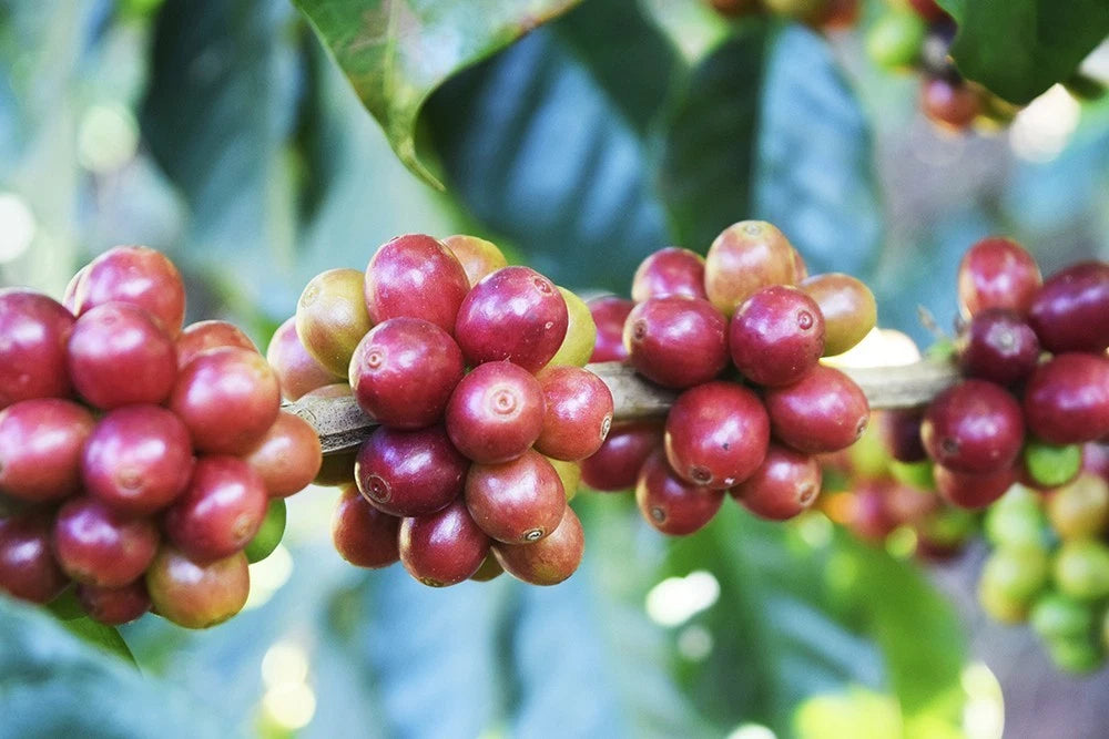 Malabar Coffee Seeds (Coffea arabica var. Malabar) – Premium Certified High-Yield Specialty Gourmet Indian Coffee Bean Seeds for Planting (120 Pcs)