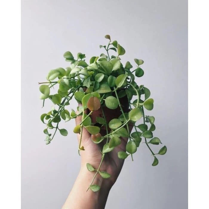 Rare Dischidia 'Apple Leaves' Specimen – Premium Established Impeccable Foliage Tropical Botanical Elite Wax Plan