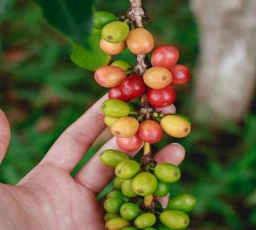 Catuai Coffee Seeds (Coffea arabica var. Catuai) – Premium Certified High-Yield Gourmet Arabica Coffee Bean Plant Seeds for Planting (120 Pcs)