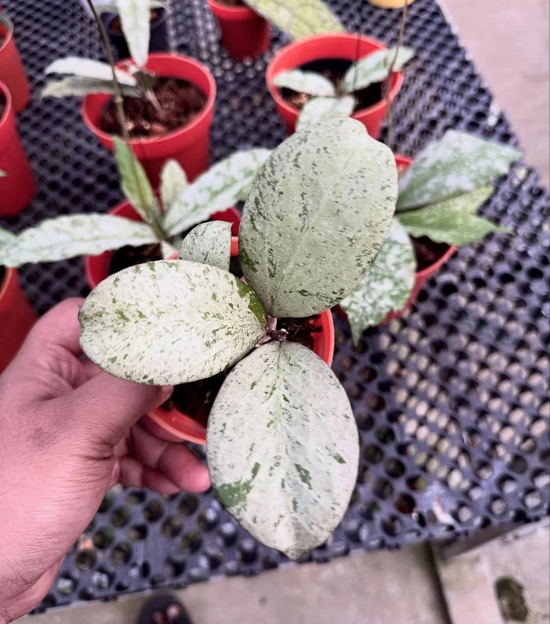 Hoya Michelle Silver Rare Tropical Indoor Outdoor Wax Plant – Premium Certified Rare Hoya Cuttings/Seeds for Planting