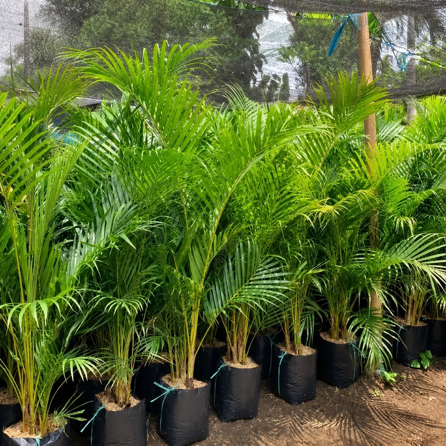 Dypsis lutescens - Areca Palm Tropical Indoor/Outdoor Plant