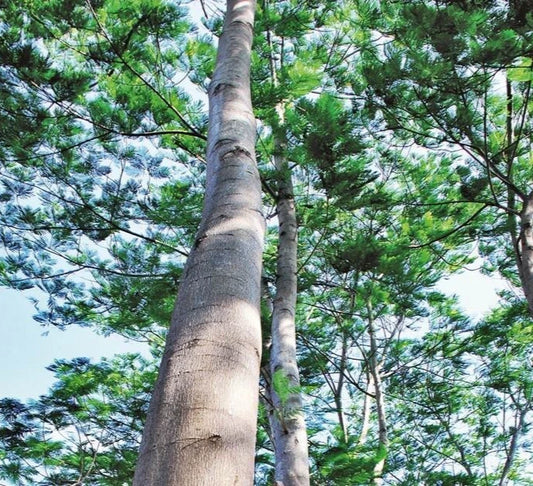 100++ Moluccan Albizia Sengon Seeds (Falcataria moluccana / var. Superior / Paraserianthes moluccana) – Premium Fast-Growing Timber & Forestry Tree Seeds for Planting