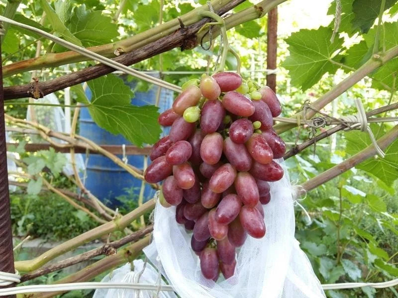 Rizamat Grape Seeds (Vitis vinifera) – Premium Certified Rare Table Grape Vine Plant Seeds for Planting