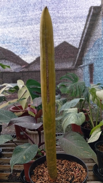 Sansevieria 'Super Pink Bat' Variegated – Ultra-Rare Collector’s Snake Plant