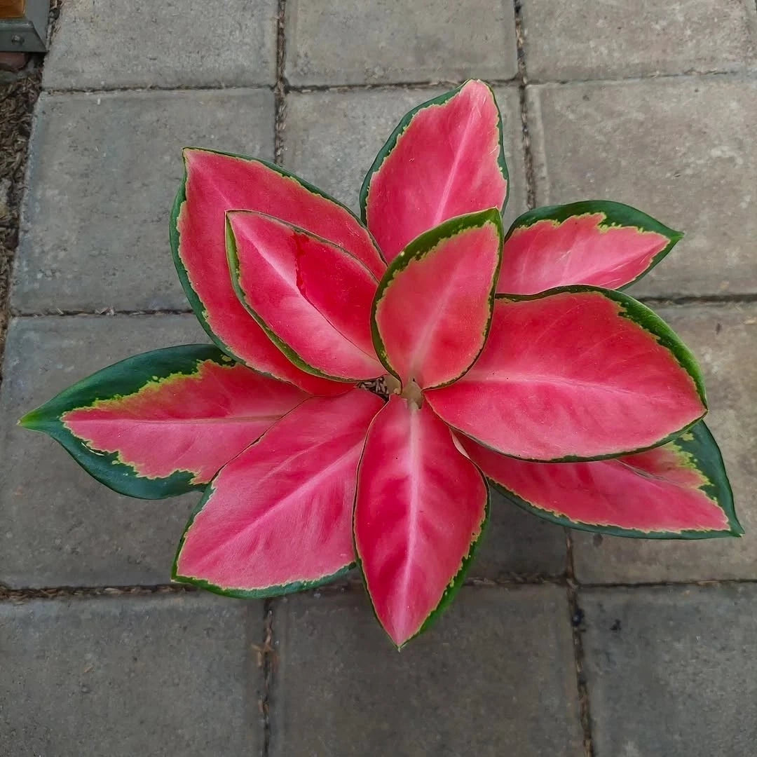 Aglaonema 'Angel Wings' - Ethereal & Elegant Tropical Houseplant