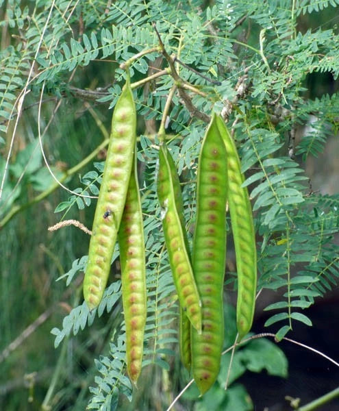 River Tamarind Seeds (Leucaena leucocephala) – Premium Certified High-Growth Leguminous Jumbay Tree & Forage Shrub Seeds for Planting
