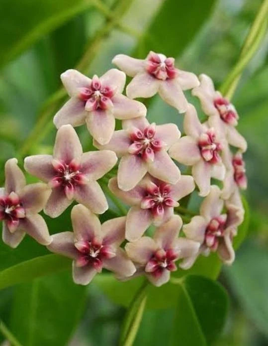 Hoya rubida (sp. Papua) – Rare Tropical Wax Plant