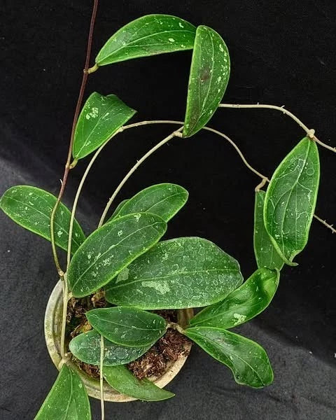 Hoya rintzii 'Splash' (Borneo Selection) – Rare Tropical Wax Plant Live Epiphytic Vine for Indoor Collectors