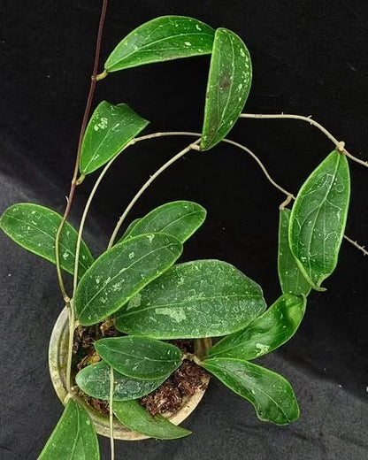 Hoya rintzii 'Splash' (Borneo Selection) – Rare Tropical Wax Plant Live Epiphytic Vine for Indoor Collectors