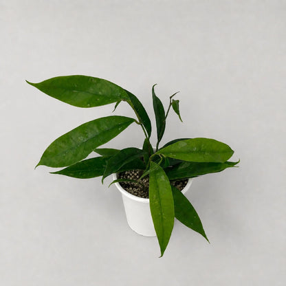 Hoya mappigera (Borneo) - Rare Fragrant Tropical Wax Plant