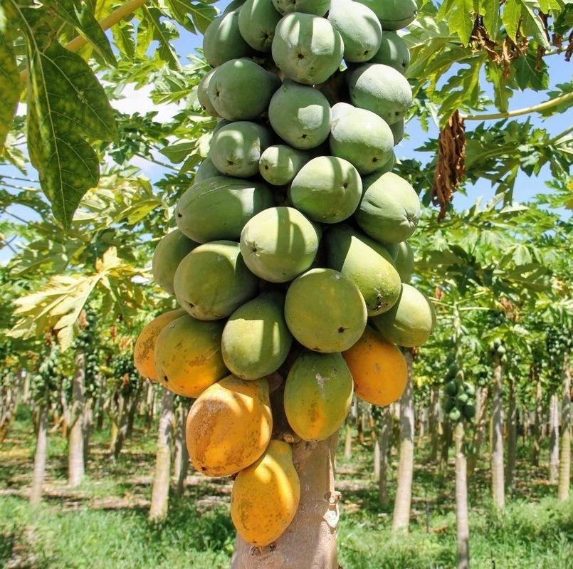 Rainbow Hawaii Papaya Seeds (Carica papaya 'Rainbow') – 150 pcs Premium Fresh Rare Sweet Hawaiian Rainbow Papaya Seeds