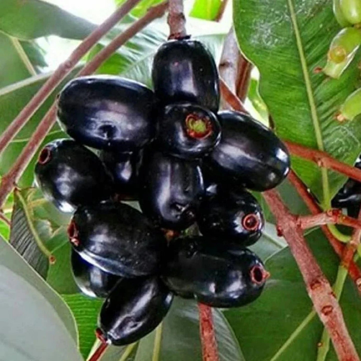 Grafted Black Juwet Fruit Tree - Premium Sweet Jamun Tropical Fruit Plant
