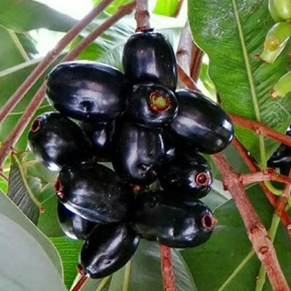 Grafted Black Juwet Fruit Tree - Premium Sweet Jamun Tropical Fruit Plant