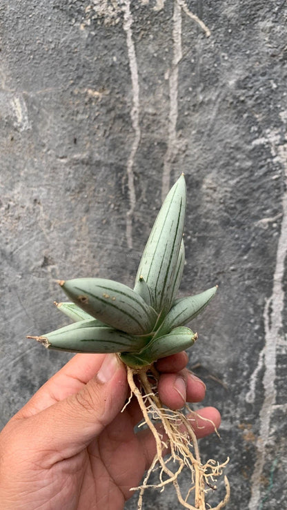Sansevieria 'White Rhino' – Rare Architectural Snake Plant