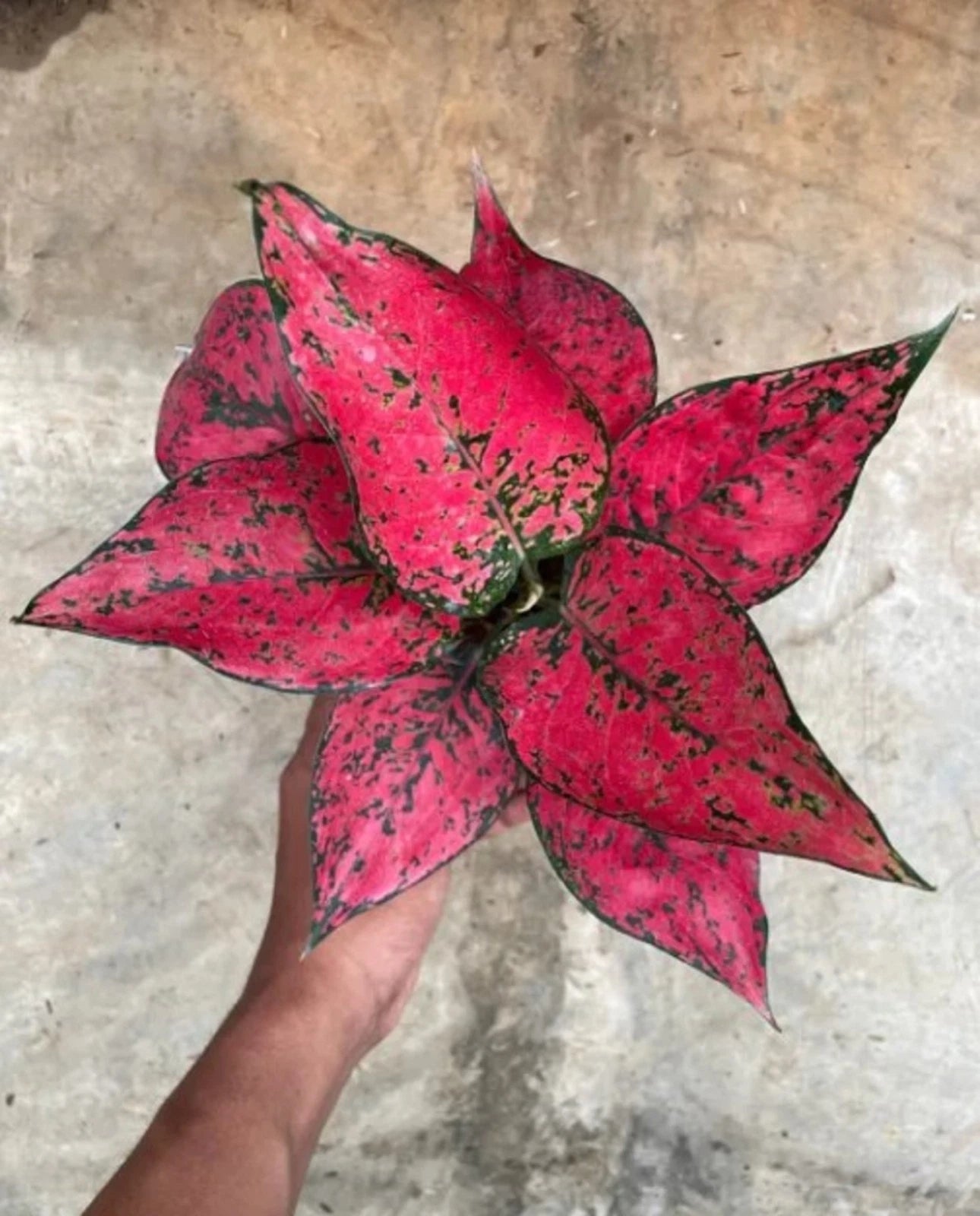 Rare Aglaonema Kom Kom Magenta Live Plant - Exotic Pink Chinese Evergreen