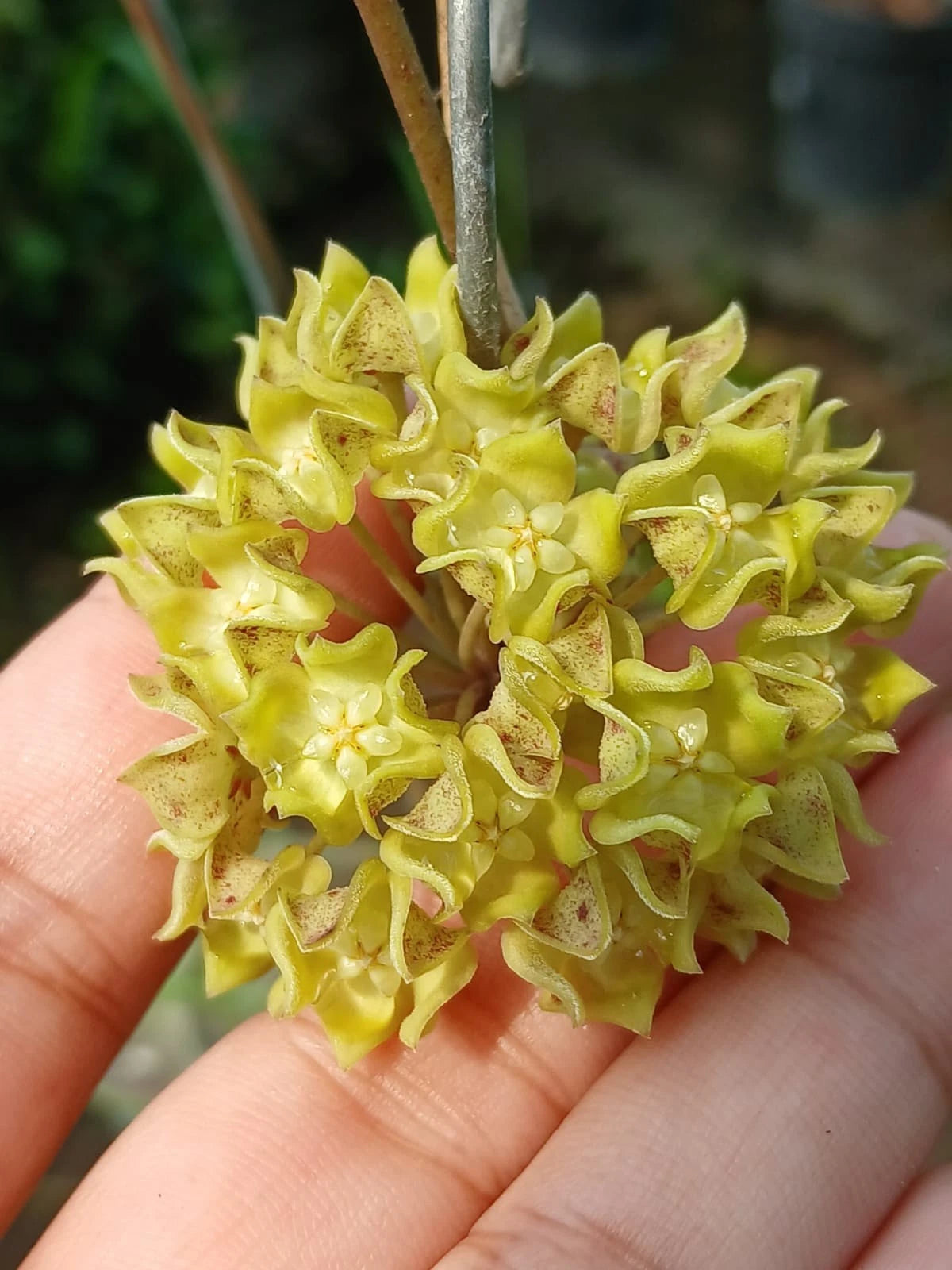 Premium Hoya aff. lambii 'White Cloud Dragon' Live Plant – Ultra-Rare Heavy-Veined Bornean Epiphyte with Alabaster Star Blossoms