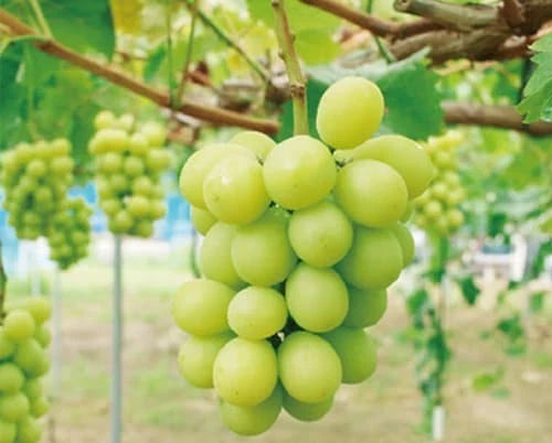 Shine Muscat Grape Seeds (Vitis vinifera var. Shine Muscat / 100+ Premium Luxury Seedless Table Grape Seeds) – Premium Exotic Botanical Specimen Plant Seeds for Planting