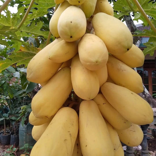 Golden Papaya (Carica papaya L.) – 150+ Premium Seeds