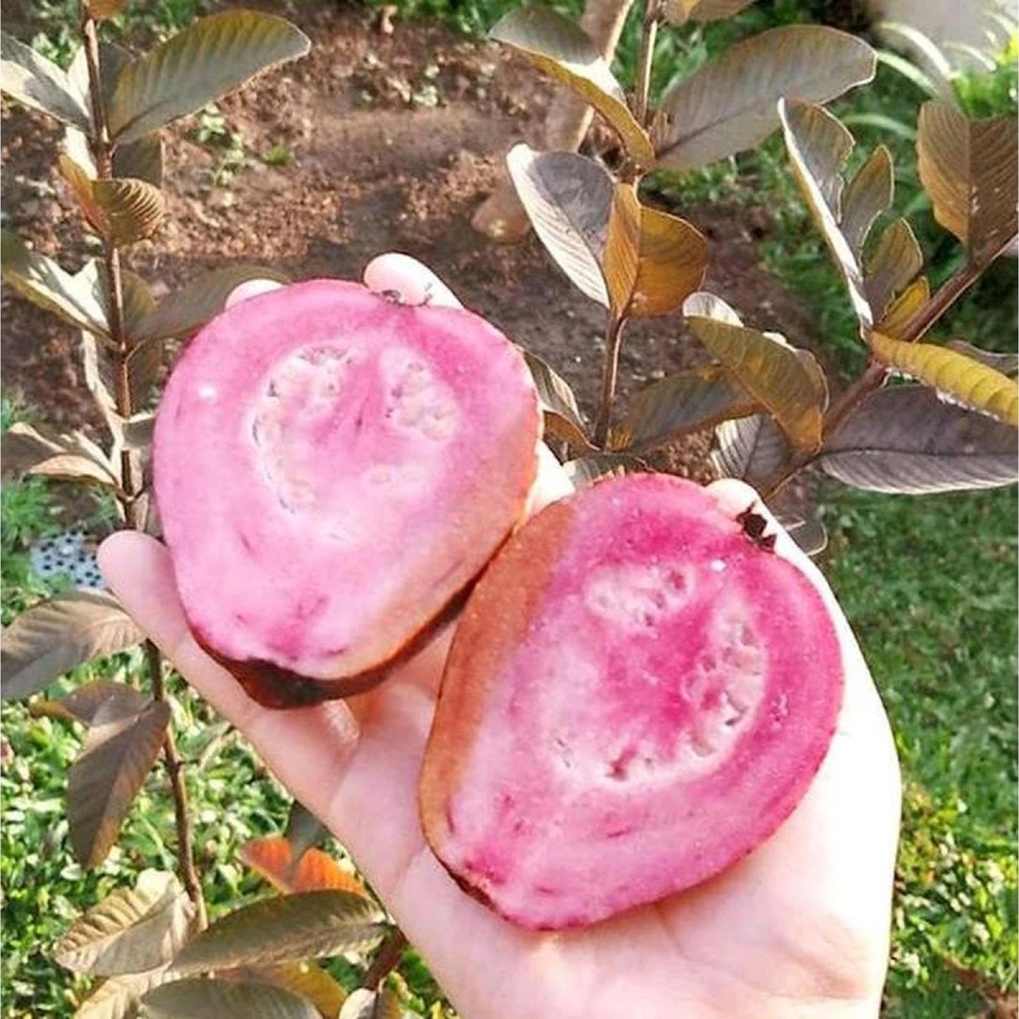 Premium Grafted Australia Guava Fruit Tree - Rare Tropical Fast Fruiting Plant