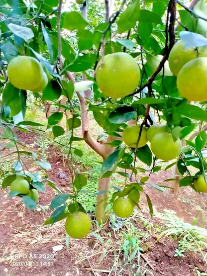 Baby Java Orange Seeds 2,000+ (Citrus sinensis var. Baby Java) – Bulk Sweet Citrus Fruit Tree & Sweet Orange Seeds for Planting