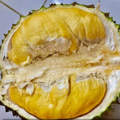 Grafted 'Bawor' Durian – Premium Tropical Fruit Tree