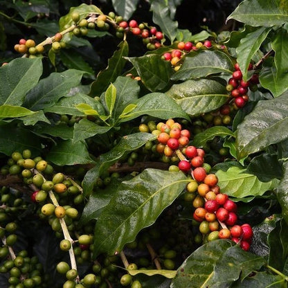 Liberica Coffee Seeds (Coffea liberica) – 2000+ Bulk Premium Rare Elephant Bean Specialty Coffee Seeds