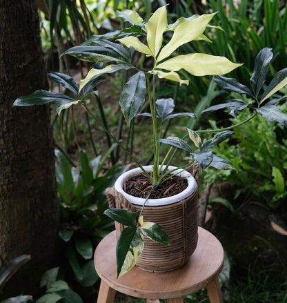 Thaumatophyllum goeldii 'Variegated' - Rare Tropical Aroid