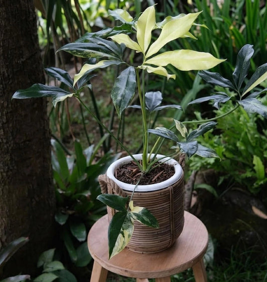 Thaumatophyllum goeldii 'Variegated' - Rare Tropical Aroid