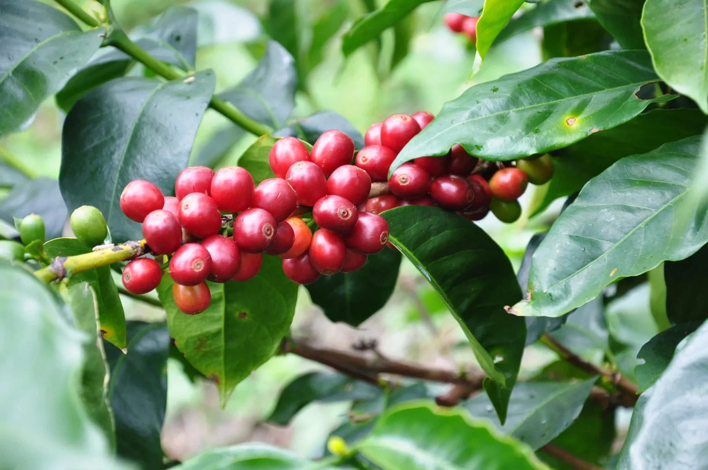 Certified S288 Coffee Seeds (Coffea arabica x liberica hybrid) – Heirloom Indian Exotic Coffee Bean Seeds for Planting (120+ Pcs)