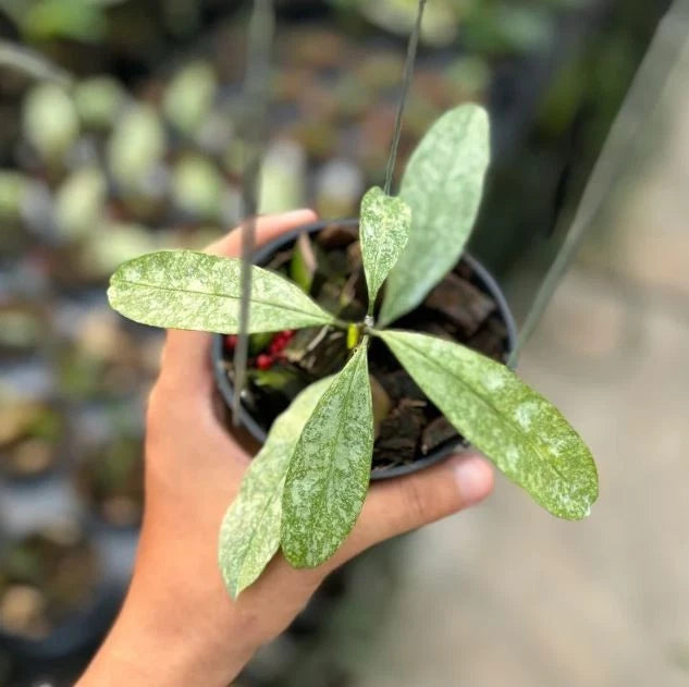 Hoya Multiflora 'Silver' (Wax Plant) – Premium Rare Live Tropical Indoor Houseplant in 4" Pot (Silver-Splash Foliage & Shooting-Star Blooms)