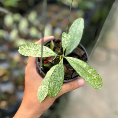 Hoya Multiflora 'Silver' (Wax Plant) – Premium Rare Live Tropical Indoor Houseplant in 4" Pot (Silver-Splash Foliage & Shooting-Star Blooms)