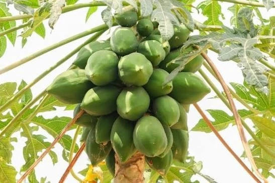 Extra Sweet Carisya Papaya Seeds (Carica papaya) – High-Yield Tropical Fruit Seeds for Planting