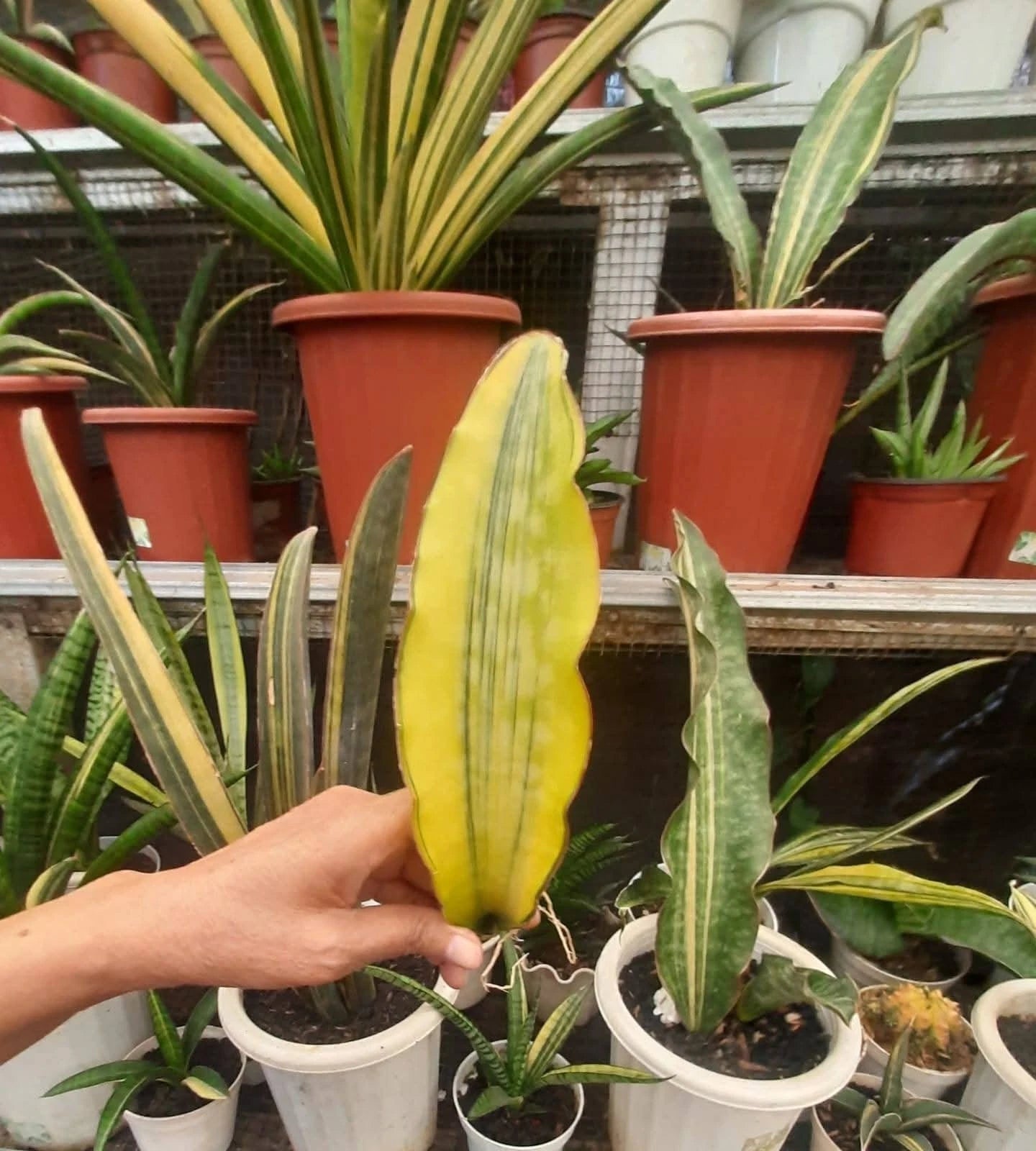Sansevieria 'Dragon King' Variegated Yellow - Rare Sculptural Specimen