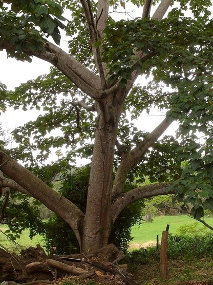 100+ Balsa Wood Tree Seeds (Ochroma pyramidale) - Fast Growing Premium Lightweight Timber Seeds