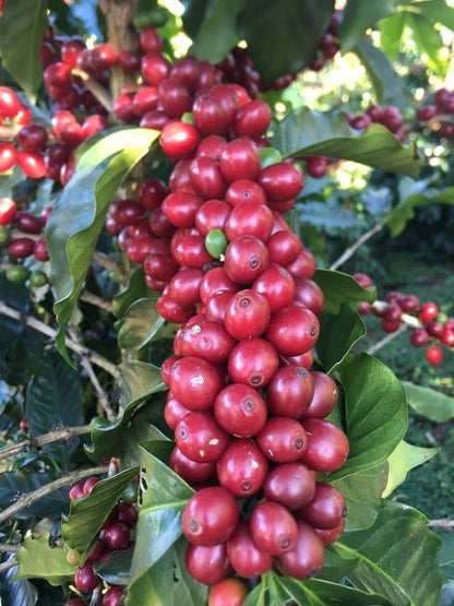 Ismaili Coffee Seeds (Coffea arabica 'Ismaili') – Premium Certified High-Yield Yemeni Gourmet Coffee Bean Plant Seeds for Planting (120 Pcs)
