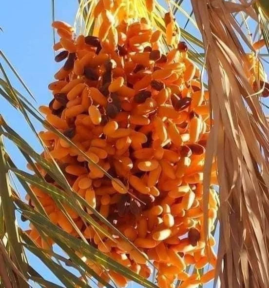 Fard Date Palm Seeds (Phoenix dactylifera 'Fard') – 35 Premium Fresh Ultra-Sweet Omani Fard Date Seeds