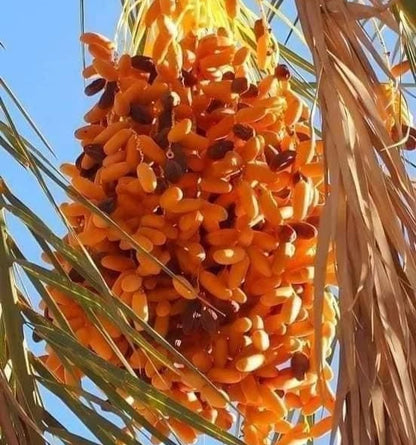 Fard Date Palm Seeds (Phoenix dactylifera 'Fard') – 35 Premium Fresh Ultra-Sweet Omani Fard Date Seeds