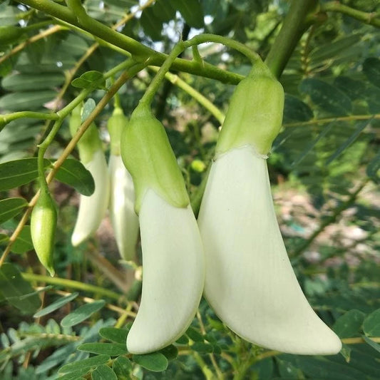 100++ Hummingbird Katurai Seeds (Sesbania grandiflora var. White Flower / Vegetable Hummingbird / Agati Tree) – Premium Botanical Specimen Plant Seeds for Planting