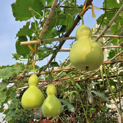 Bottle Gourd Seeds (Lagenaria siceraria) – 350+ Bulk Premium Heirloom Vegetable Seeds