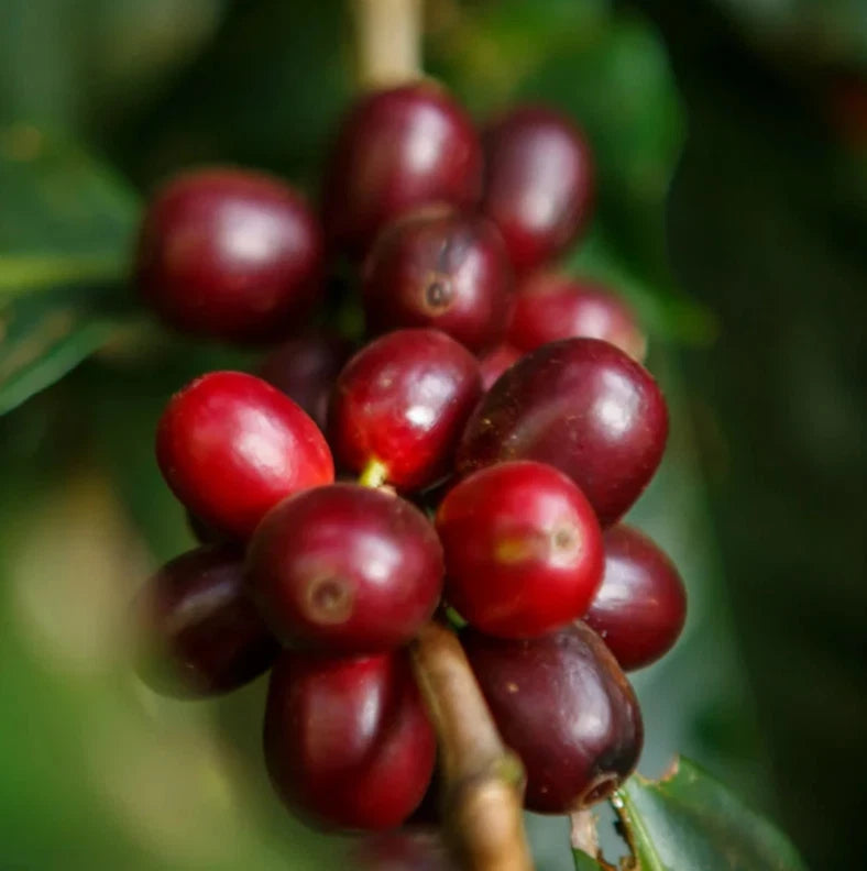 Geisha Taiwanese Coffee (Coffea arabica) – 120+ Premium Micro-Lot Seeds
