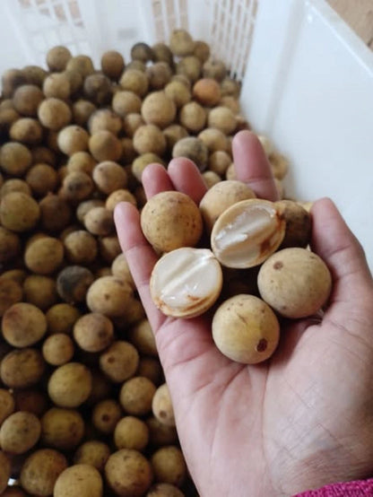 Duku Matesih (Lansium domesticum) - Premium Grafted Exotic Fruit Tree
