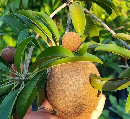Sapodilla Jumbo Mexico - Premium Grafted Fruit Tree (Tabulampot)