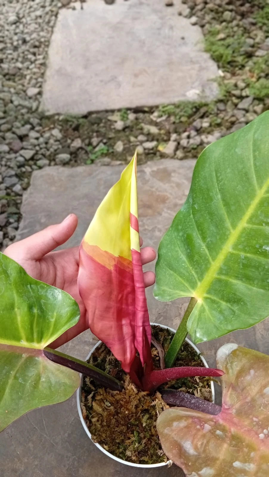 Philodendron 'Red Blood Moon' - Rare & Dramatic Tropical Collector's Plant