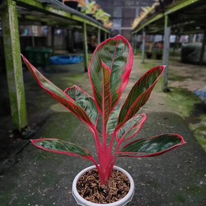 Aglaonema 'Kanzha' - Exotic & Unique Tropical Houseplant