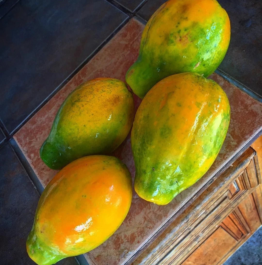 Solo Sunrise Papaya Seeds (Carica papaya) – 150+ Premium Hawaiian Heirloom Sweet Salmon-Pink Papaya Seeds