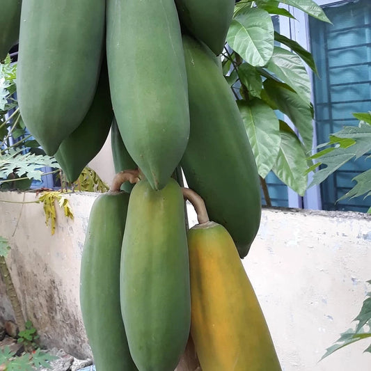 150+ Jingga Papaya Seeds (Carica papaya var. 'Jingga') – Premium Vibrant Orange-Flesh Sweet Tropical Fruit Tree Seeds for Planting
