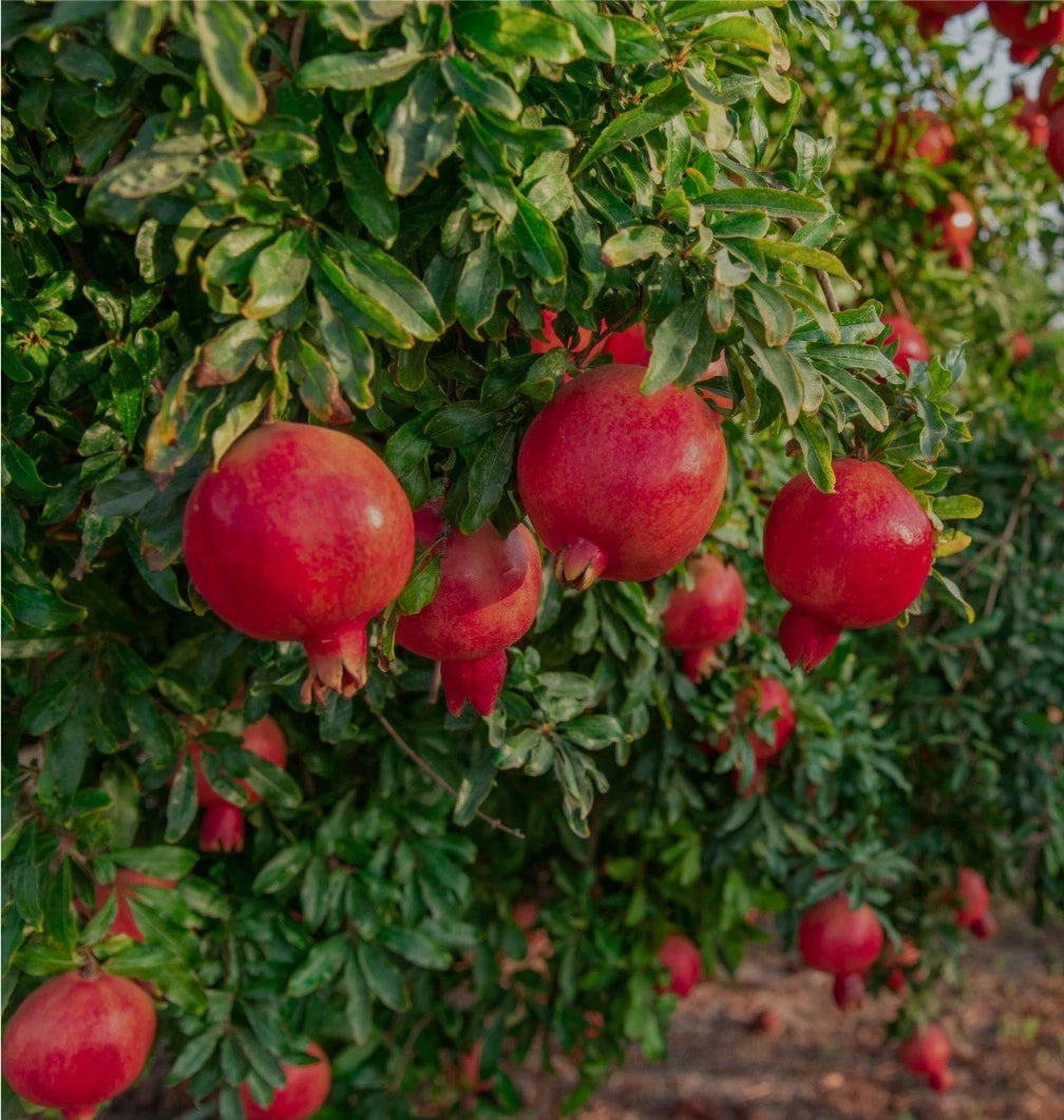 Wonderful Pomegranate Seeds (Punica granatum) – 100 Premium Red Grenadine Seeds