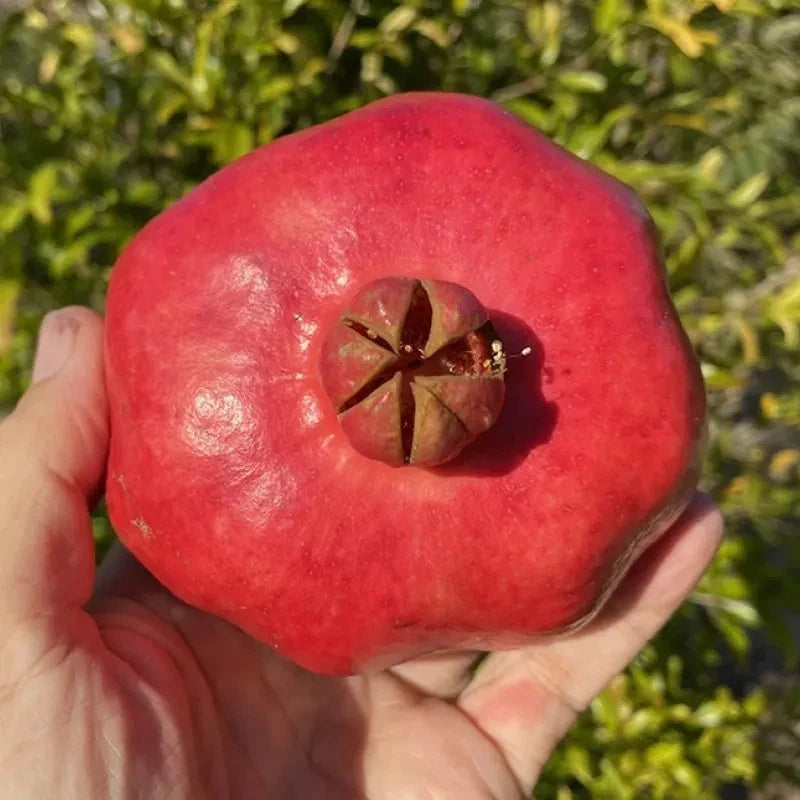 Premium Pomegranate Seeds var. Al-Sirin (Punica granatum 'Al-Sirin Nar') – Rare Large Sweet Fruit Seeds for Planting (100 Pcs)